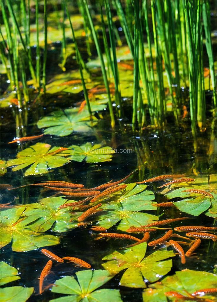 Imagen generada por IA en la comunidad IAcomuia: A photograph of a pond filled with tadpoles. the tadpoles are swimming around in the clear water, and the sunlight is shining through the water. the pond is filled with tall, slender plants, and the leaves of the plants are floating on the surface of the water.